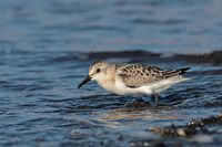 Sanderling