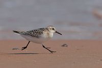 Sanderling
