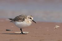 Sanderling