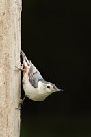 Sitelle à poitrine blanche