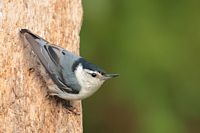 Sitelle à poitrine blanche