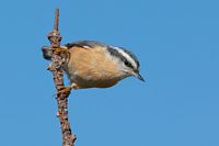 Sitelle à poitrine rousse