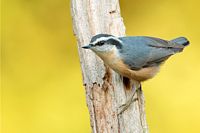 Sitelle à poitrine rousse