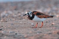 Tourne pierre à collier