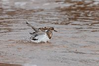 Tourne pierre à collier