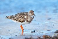 Tournepierre à collier