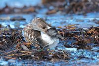 Tournepierre à collier