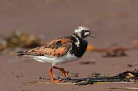 Tournepierre à collier