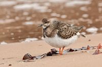 Tournepierre à collier