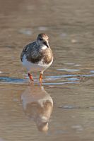 Tournepierre à collier