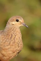 Jeune tourterelle triste