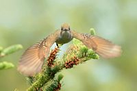 Tyran hupéé mâleGeai bleu