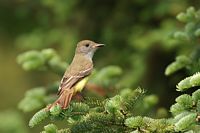 Tyran hupéé femelle