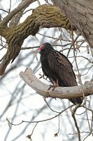 Urubu à tête rouge