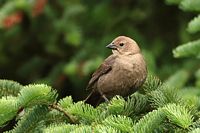 Vacher à tête brune
