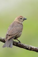Femelle vacher à tête brune