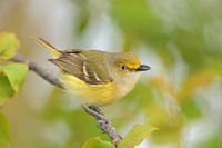 Viréo aux yeux blanc