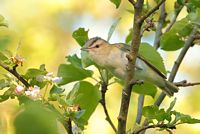 Viréo aux yeux rouges