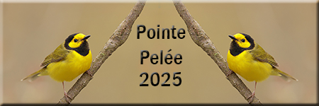 Pointe-Pelée 2025 width=